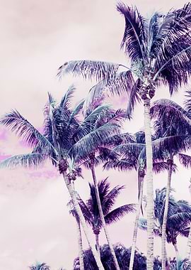 Palm Trees Finesse 4