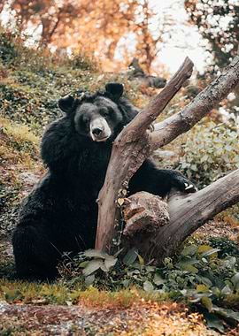 black bear