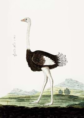 Common Ostrich