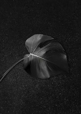 Black Monstera Texture