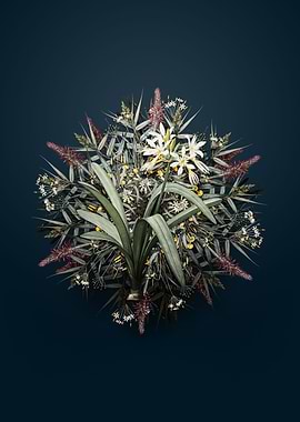 Pancratium Illyricum