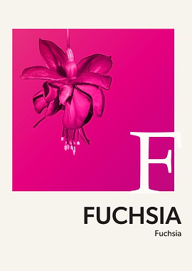 Color Alphabet Fuchsia F