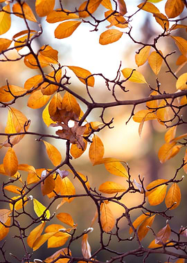 Autumn leaves