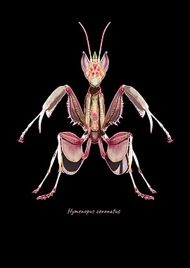 Pink Orchid Mantis