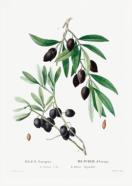 Olive Olea europaea