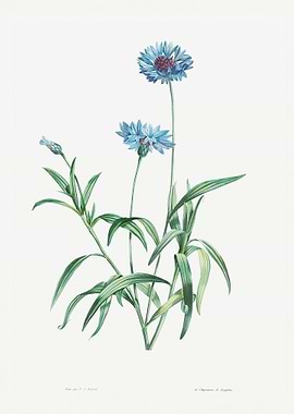 Cornflower