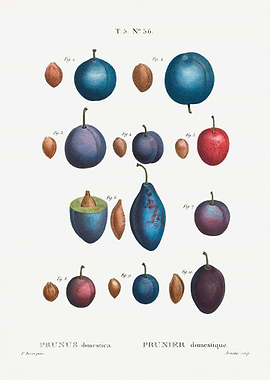 Prunus domestica