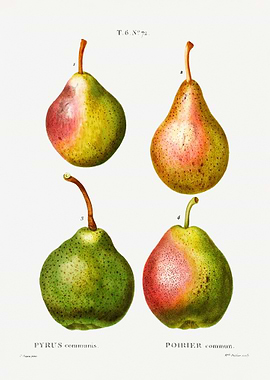 Pear fruit