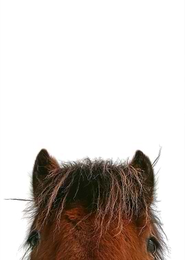 A Selfie Horse