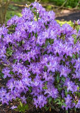 Rhododendron Augustinii