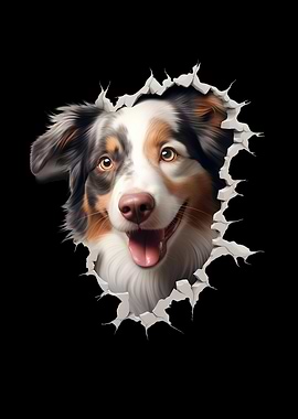 Australian Shepherd Aussie