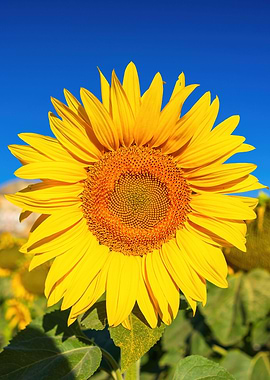 sunflower flower nature