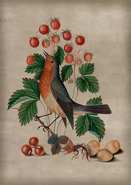 Robin and Berries