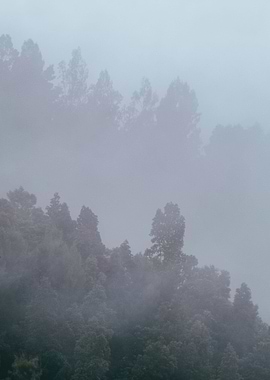 nature cold in the forest