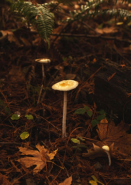 Woodland Mushroom