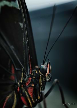 La beaute d une creature