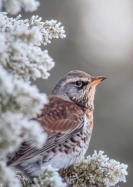 Fieldfare in Winter