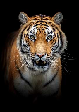 Tiger portrait