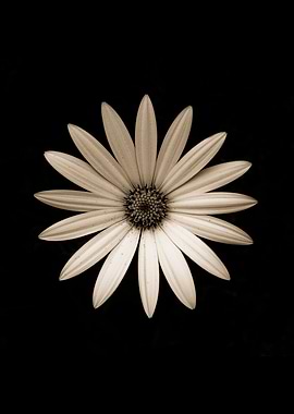 Marguerite Daisy