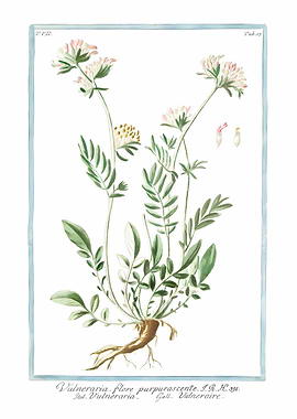 Kidney Vetch Flowers