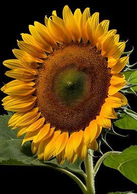 Sunflower beauty close up