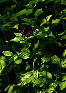 Cattleheart Butterfly