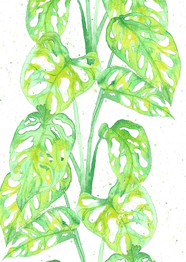 Monstera Deliciosa Plants