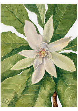 Umbrella Magnolia Tree