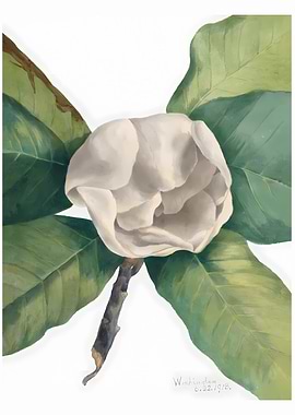 Southern Magnolia