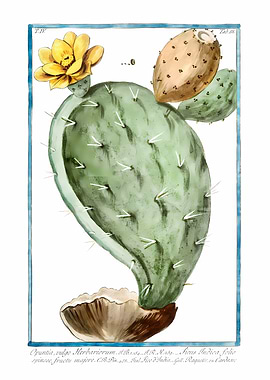 Prickly Pear Cactus