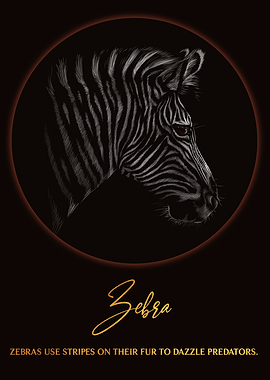 Zebra