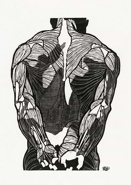 Anatomical study of a man