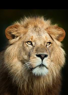 Roaring Lion
