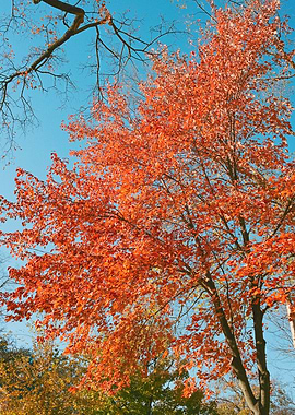 Fall Colors Photography