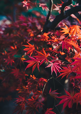Red leaves acer japonica