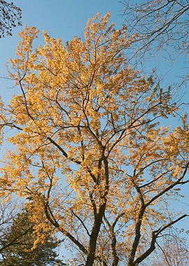 Fall Colors Autumn Photo