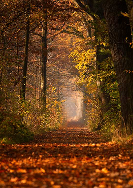 Autumn alley