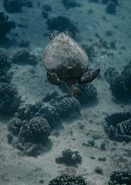 swimming turtle cute