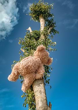 teddy bear climbing tree