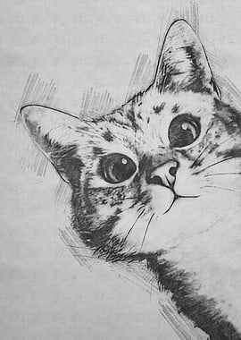 Cat pencil sketch