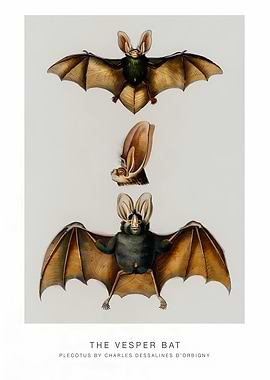 The Vesper Bat