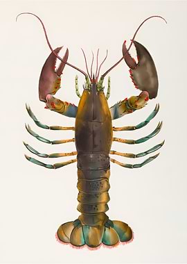 American lobster