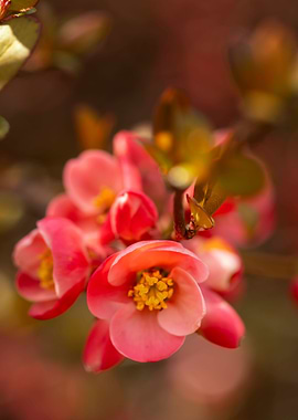Pink flowers spring garden