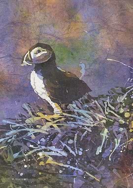 Puffin watercolor paiting