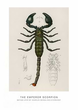 The Emperor Scorpion