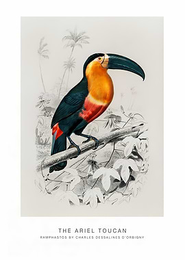 The Ariel Toucan