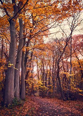 Autumn Forest