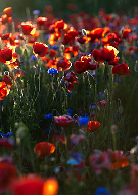 Red poppie field