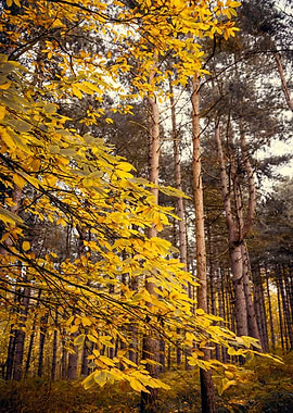 Pine Forest in Autumn