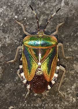 Tessaratomidae